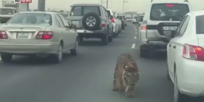 В Катаре водителей испугал тигр, который убежал от хозяина во время затора