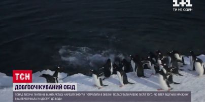 Пінгвіни, які потрапили у льодову пастку в Антарктиді, дочекалися на їжу