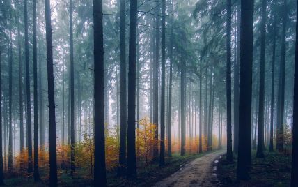 В Ровенской области больше месяца разыскивают пропавшую женщину в лесу