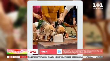 Кабаны захватили Рим – Актуальный интернет