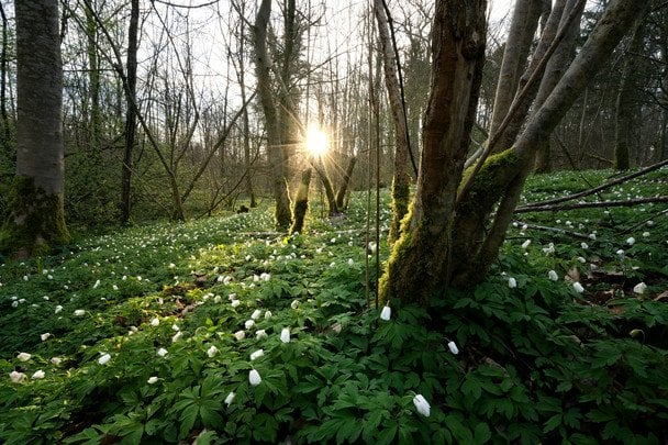 Погода на 24 березня: які області стануть найтеплішими та де пройде дощ
