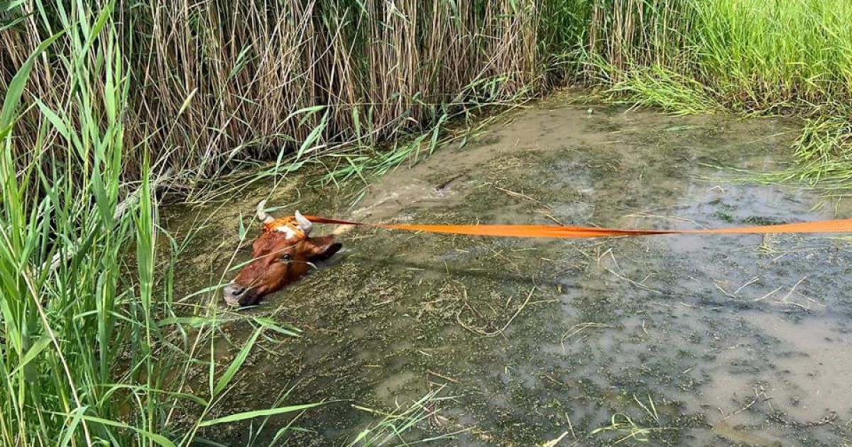 На Одещині рятувальники визволили корову зі "смертельної пастки" (фото)