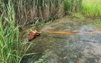 На Одещині рятувальники визволили корову зі "смертельної пастки" (фото)