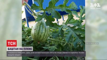 Кавун, що виріс на пляжі у Нікополі, вирвали і викинули на смітник