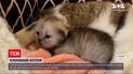 У китайському університеті показали клоноване кошеня