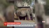 Харків'яни зафільмували слона, який гуляв біля дитячого садочка