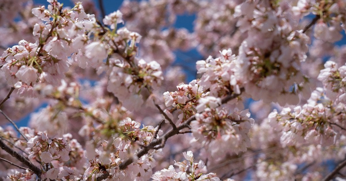 Дерево в цвіту
