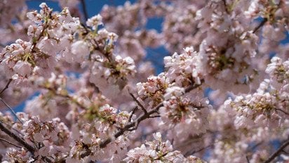 Дерево в цвіту