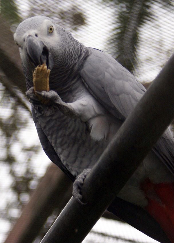 Представитель вида серый африканский попугай, или жако. / © visualhunt.com