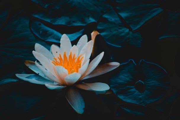 Народные приметы 4 июля / © Pexels