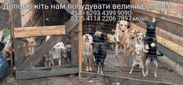 Збір коштів для притулку для тварин