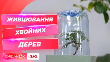Правильное черенкование хвойных деревьев – советы садовой блоггерки