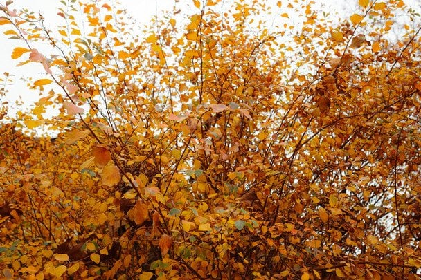Народні прикмети 18 жовтня / © unsplash.com
