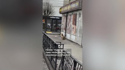 Пес заспівав гімн України після хвилини мовчання