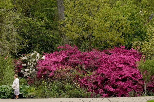 Рододендрон / © Associated Press