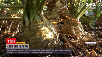 Новини світу: на що звертати увагу, обираючи плоди і стебла селери
