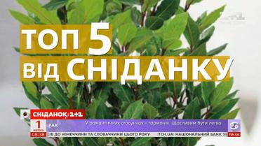ТОП-5 кімнатних рослин для очищення повітря в квартирі