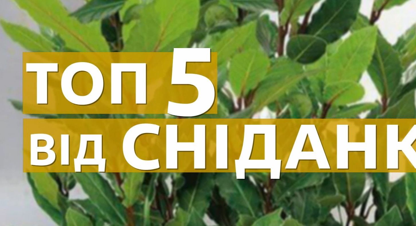 ТОП-5 кімнатних рослин для очищення повітря в квартирі