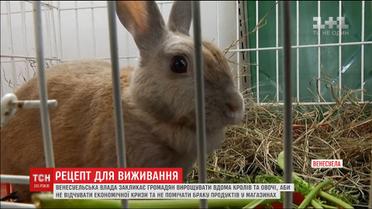 Не нойте и ешьте кроликов: венесуэльцам предложили способ выхода из кризиса