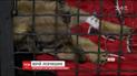В Одессе оборудовали микроавтобус скорой помощи для бездомных животных