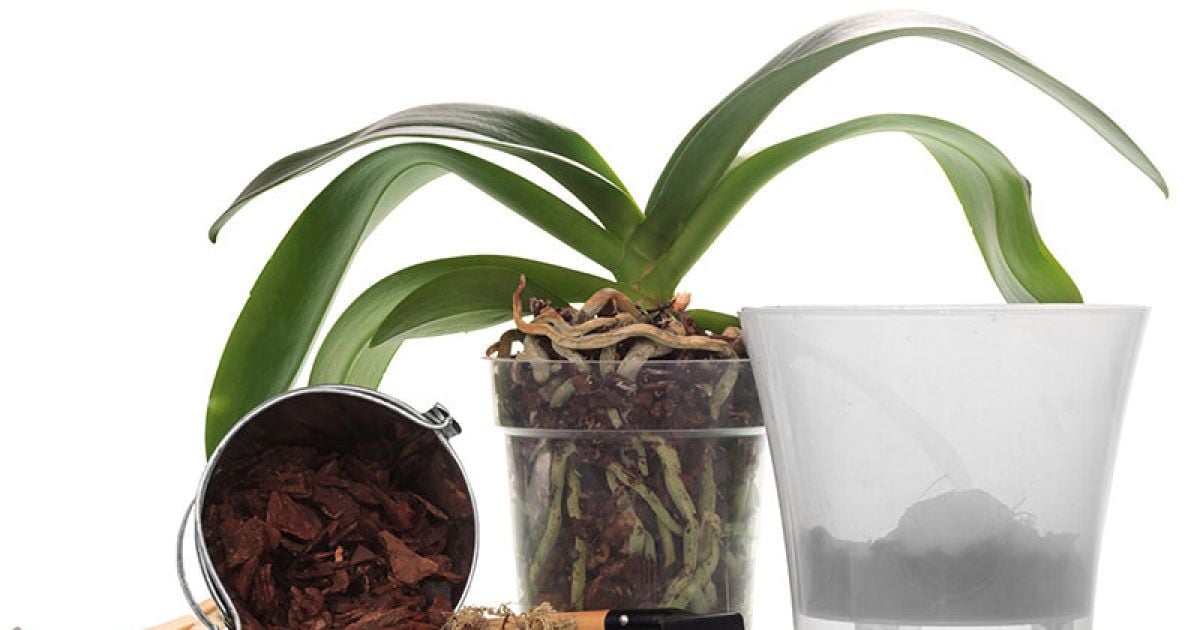 Кашпо для орхидей: критерии выбора и изготовление своими руками