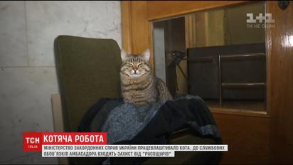 МИД Украины взяло на работу кота для защиты от "русокрыс"