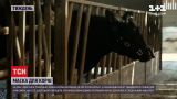 Новости недели: британские изобретатели сделали маску для коров