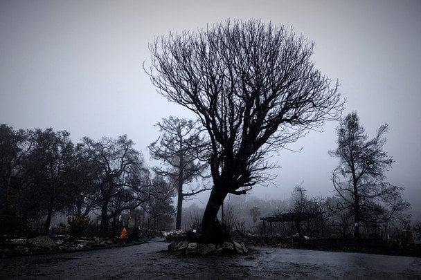 Дерево - варіант С / © Associated Press