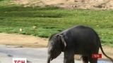 Двойня слонят впервые вышла на прогулку в пражском зоопарке