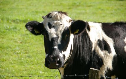 У Житомирській області рятувальники майже годину тягнули корову з ями 