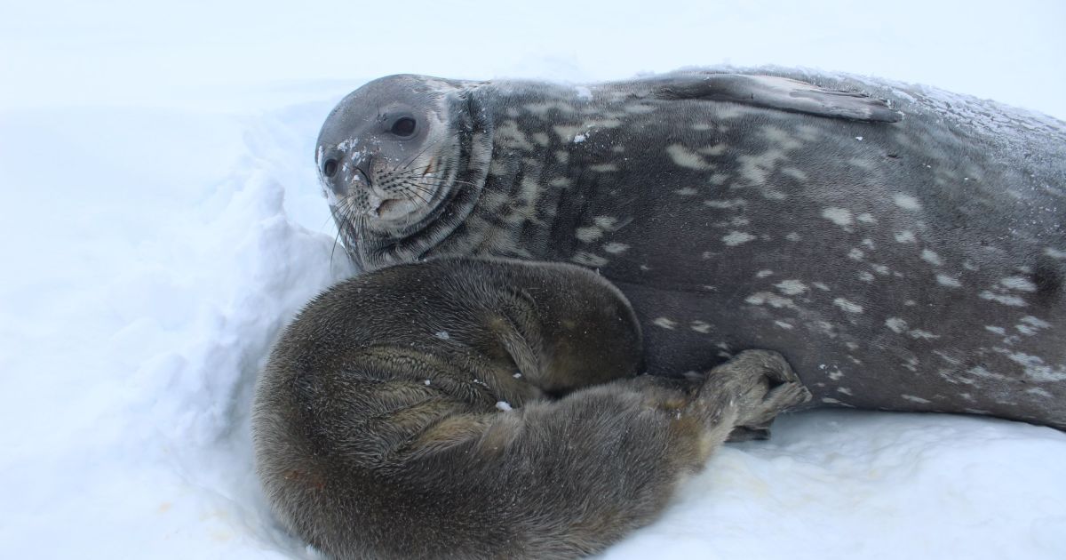 На українській полярній станції вперше народилося тюленя - охочі можуть допомогти назвати малюка