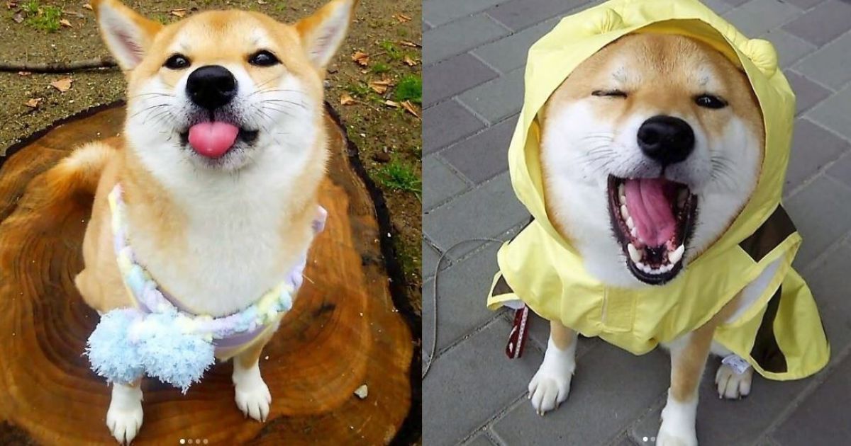 Собака Шиба