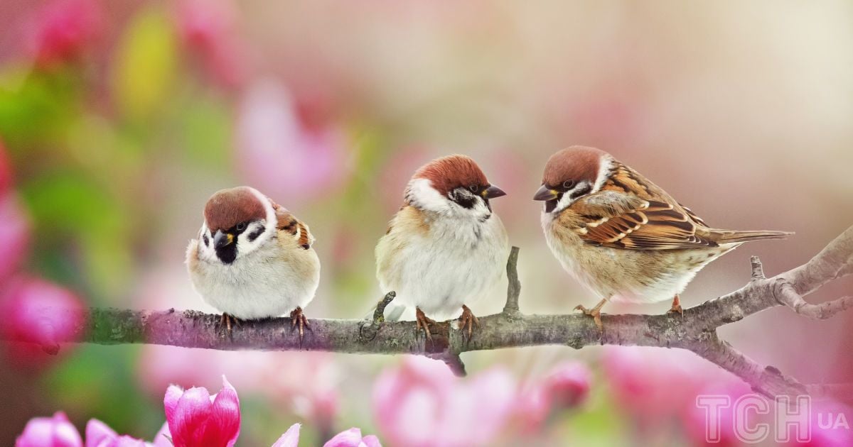 Чому пташок не можна годувати хлібом