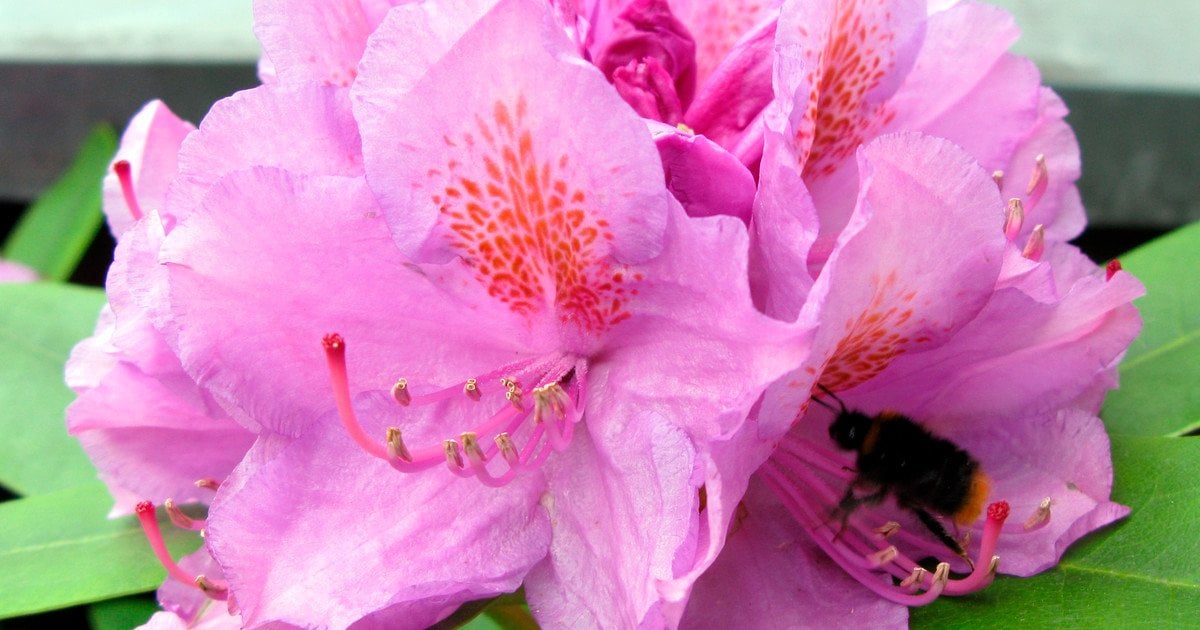 рододендрон