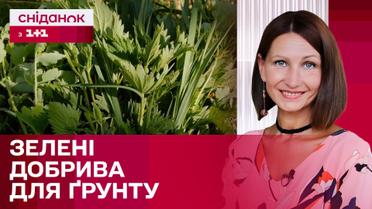 Секрет рясного врожаю! Все про зелені добрива | Поради Антоніни Лесик