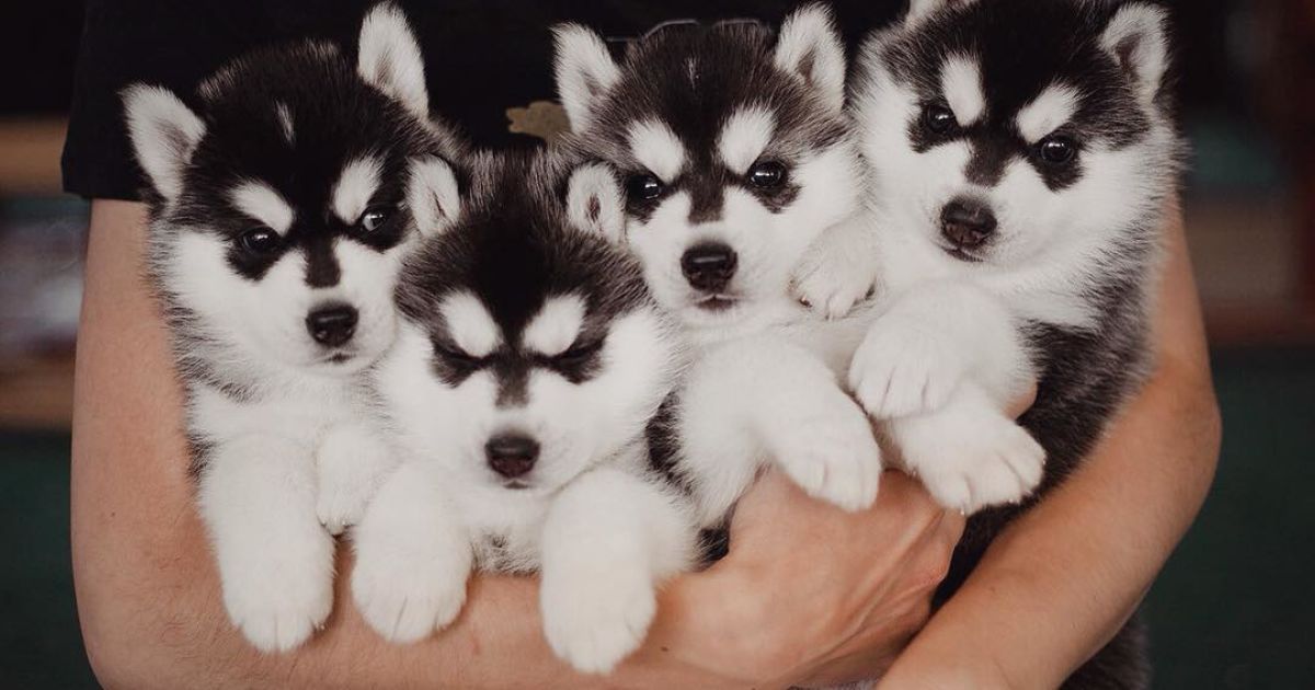 Девушка заинтересовалась этой породой три года назад / © Instagram.com/@erikaeasy