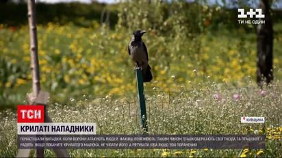 Новости Украины: почему вороны нападают на людей и как уберечься от крылатых