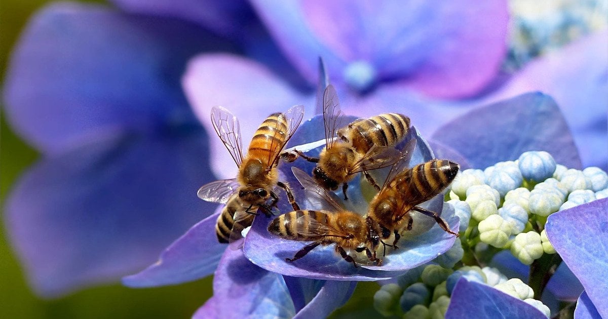 Підживлення гортензії навесні