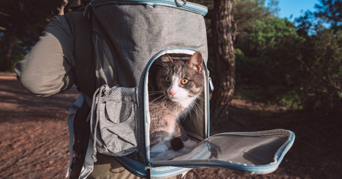 Щоб кіт не стресував у переносці