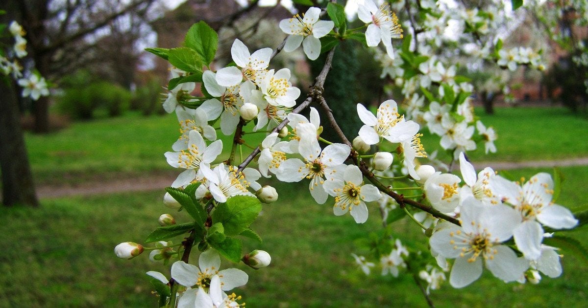 Постачання добрив має важливе значення в процесі росту плодових дерев