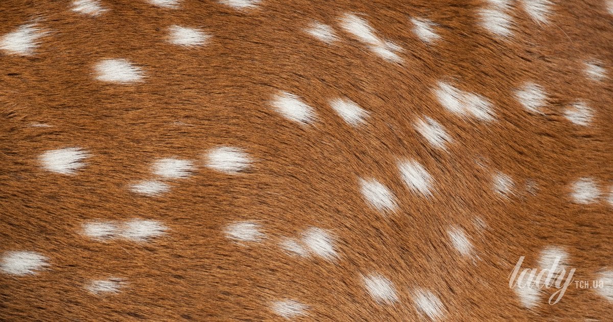 Бембі принт