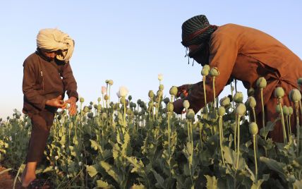 Стоп, наркотики: таліби заборонили фермерам збирати врожай маку