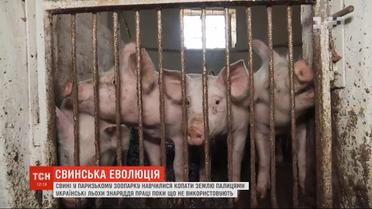 Ученые впервые зафиксировали, что свиньи стали использовать орудие труда