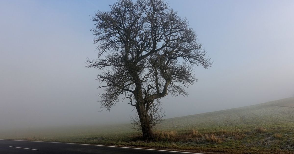 Под Харьковом сильный ветер свалил дерево: погибла женщина