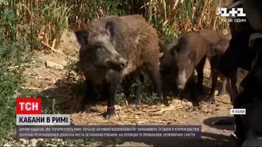 Новини світу: у Римі почали ловити у клітки диких кабанів