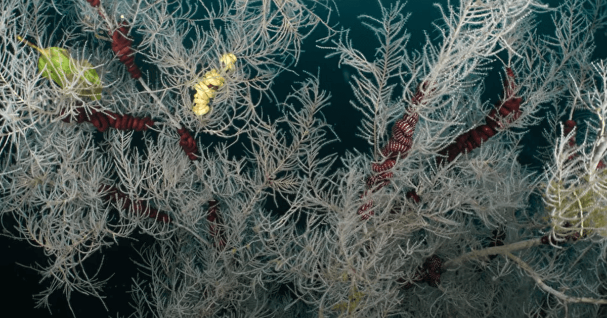 Чорний корал