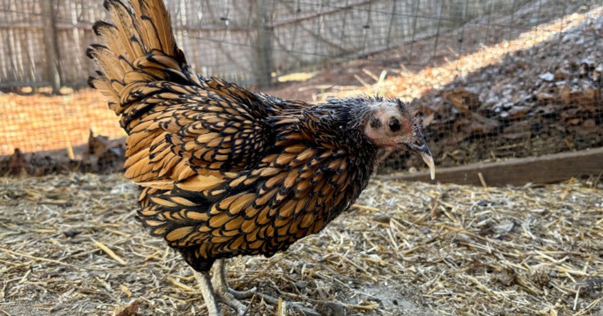 Найстаріша курка у світі