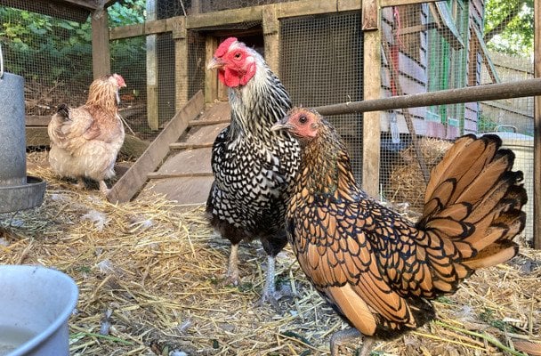 Самая старая курица в мире / © Guinness World Records