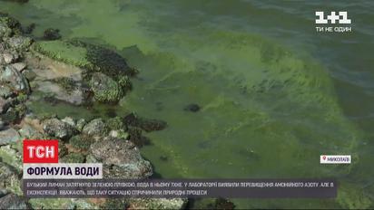 Може стати болотом: екологи б'ють на сполох через катастрофічне забруднення Бузького лиману