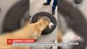 Службовий пес знайшов 20 кілограмів марихуани в авто українця на кордоні з Польщею
